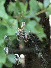 Metepeira labyrinthea