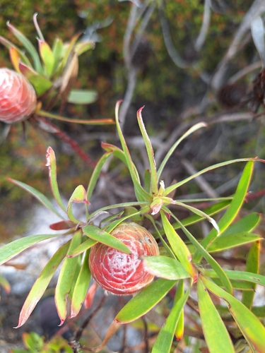 Image of Leucadendron coniferum by (c) Adele SL, some rights reserved (CC BY)