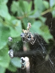 Metepeira labyrinthea