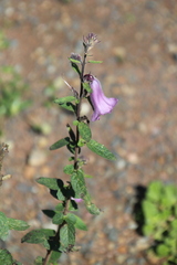 Sesamum trilobum, photograph Erwin Sieben, CC0, iNaturalist via GBIF