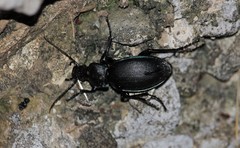 Carabus purpurascens