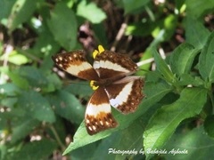 Harma theobene theobene