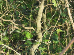 Celtis tala