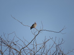 Patagioenas picazuro