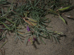 Astragalus arenarius
