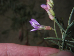 Astragalus arenarius