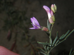 Astragalus arenarius