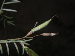 Astragalus arenarius