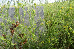 Bupleurum tenuissimum