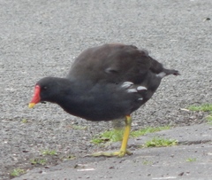 Gallinula chloropus