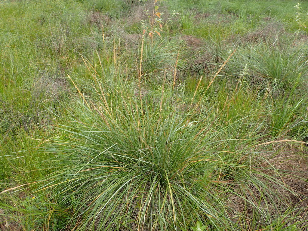 Gulf Cordgrass from Northwest Houston, Houston, TX, USA on September 18 ...