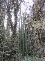 Cereus