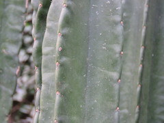 Cereus