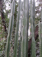Cereus