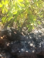 Sceloporus graciosus graciosus