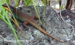 Trachylepis quinquetaeniata