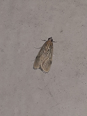 Tyspanodes linealis