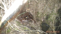 Limnonectes macrodon