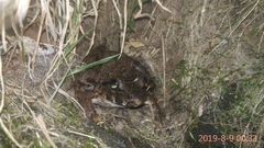 Limnonectes macrodon