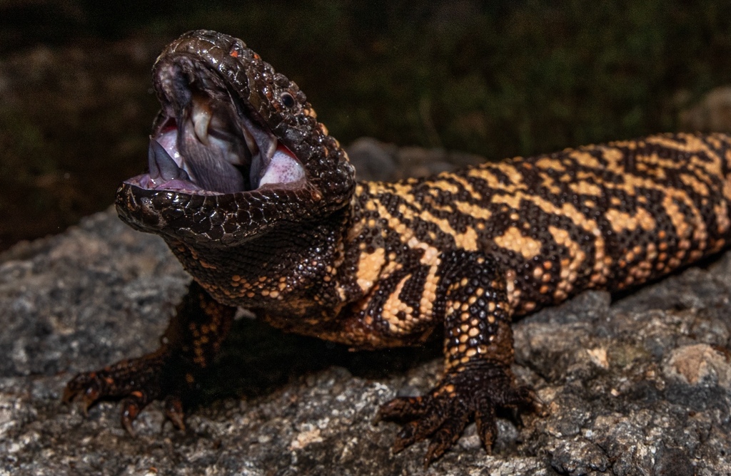 Banded Gila Monster