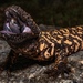 Gila Monster - Photo (c) brandon_dietrich, some rights reserved (CC BY-NC)