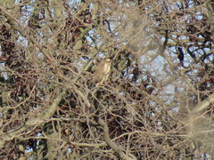 Rupornis magnirostris
