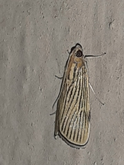 Tyspanodes linealis