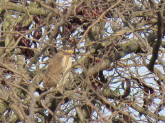 Rupornis magnirostris