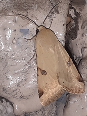 Heliothis