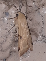 Heliothis