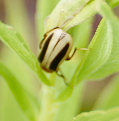 Zonitis bilineata
