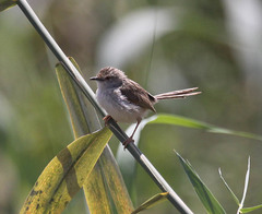 Prinia gracilis