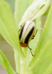 Zonitis bilineata