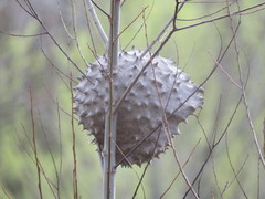 Polybia scutellaris