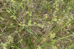 Cyperus acuminatus