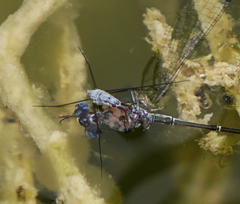 Lestes forficula