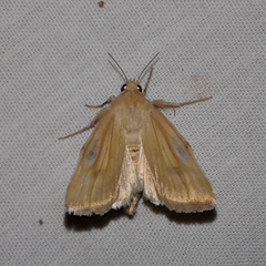 Heliocheilus paradoxus