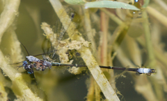 Lestes forficula