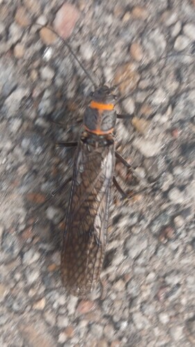 American Salmonfly photo 4
