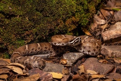 Crotalus willardi willardi