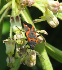 Lygaeus kalmii angustomarginatus