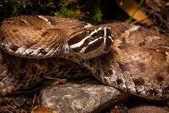 Crotalus willardi willardi