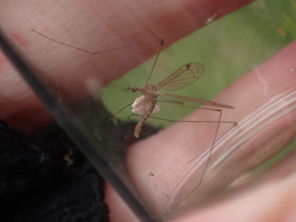 Dicranomyia quadra
