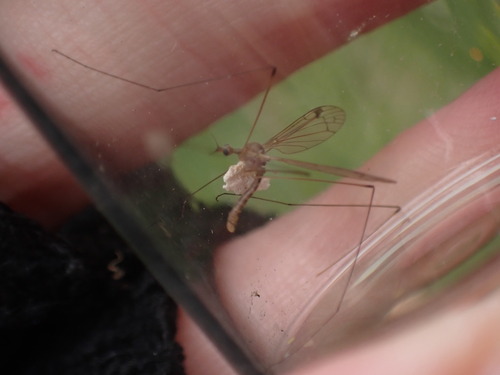 Dicranomyia quadra