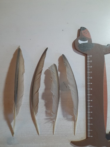 Plume de Foulque macroule