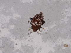 Asiophrida scaphoides