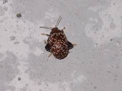 Asiophrida scaphoides