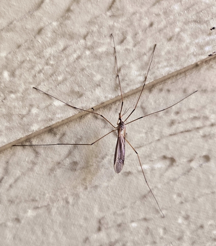Unknown species found near Meridian, ID 83646, USA