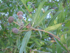Cephalanthus salicifolius