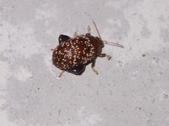Asiophrida scaphoides